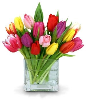 20 Rainbow Tulips
