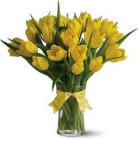 20 Yellow Tulips