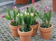 2in Christmas Cactus in Clay Pot