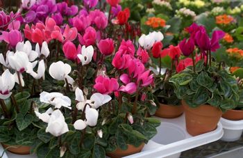 2in Cyclamen 