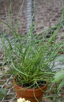 2in Juncus in Clay Pot