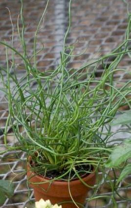 2in Juncus in Clay Pot