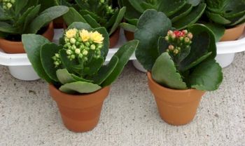 2in Kalanchoe Calandiva in Clay Pot