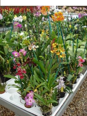 2in Orchids - Assorted Varieties