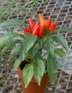 2in Pepper in Clay Pot