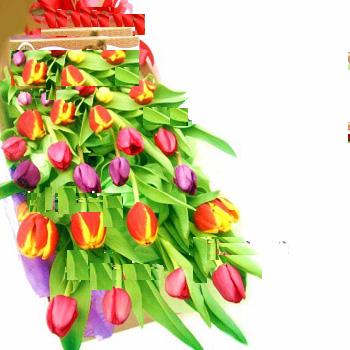 30 Tulips mixed colors