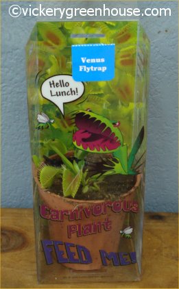 3in Carnivorous Plant