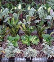 3in Foliage - Assorted