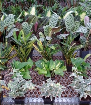 3in Foliage - Assorted