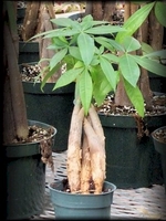 3in Pachira "Money Tree
