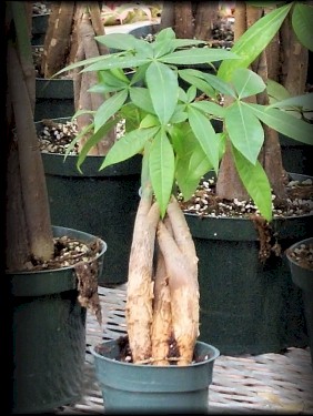 3in Pachira "Money Tree