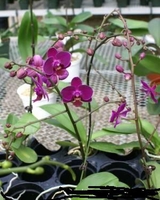 3in Phalaenopsis