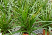 4 inch  Dracaena