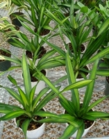 4 inch  Dracaena  Rikki