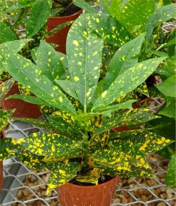4 inch  Foliage wholesale