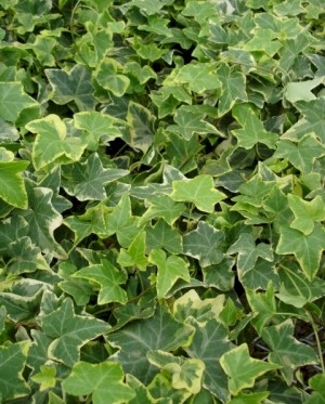4 inch  Hedera