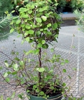 4in Angel Vine Ball on Stem
