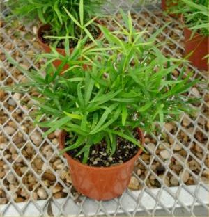 4in Asparagus Falcatus