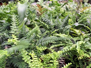 4in Assorted Ferns