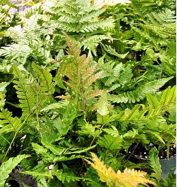 4in Autumn Fern