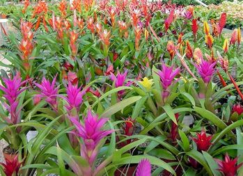 4in Bromeliad.jpg
