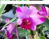 4in Cattleya