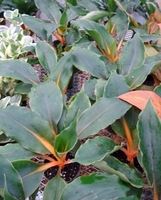 4in Chlorophytum Mandarin Orange