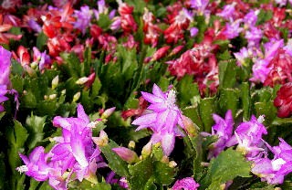 4in Christmas Cactus