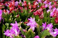 4in Christmas Cactus