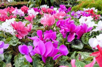 4in Cyclamen