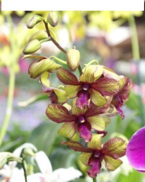  4in Dendrobium