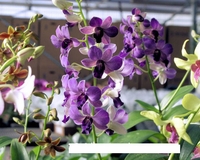 4in Dendrobium purple