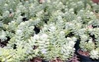 4in Donkey Tail