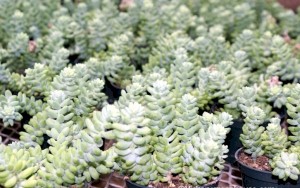 4in Donkey Tail