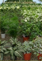 4in Foliage - Assorted