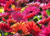 4in Gerbera Daisy