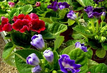 4in Gloxinia