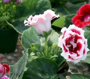 4in Gloxinia pink