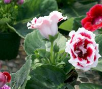 4in Gloxinia pink