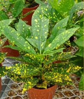 4in Gold Dust Croton