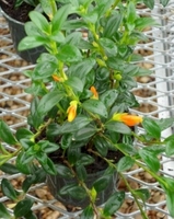 4in Goldfish (Nematanthus)