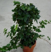 4in Ivy Ball - 12" tall