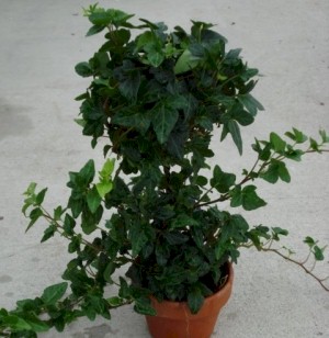 4in Ivy Ball - 12" tall