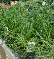 4in Juncus