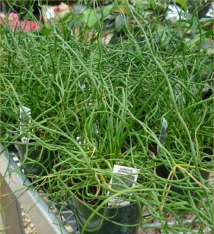 4in Juncus