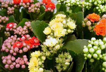 4in Kalanchoe - Calandiva