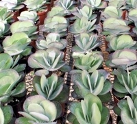 4in Kalanchoe Thrysiflora