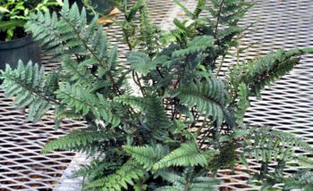 4in Korean Rock Fern