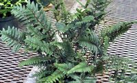 4in Korean Rock Fern