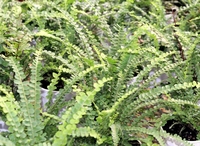 4in Lemon Button Fern